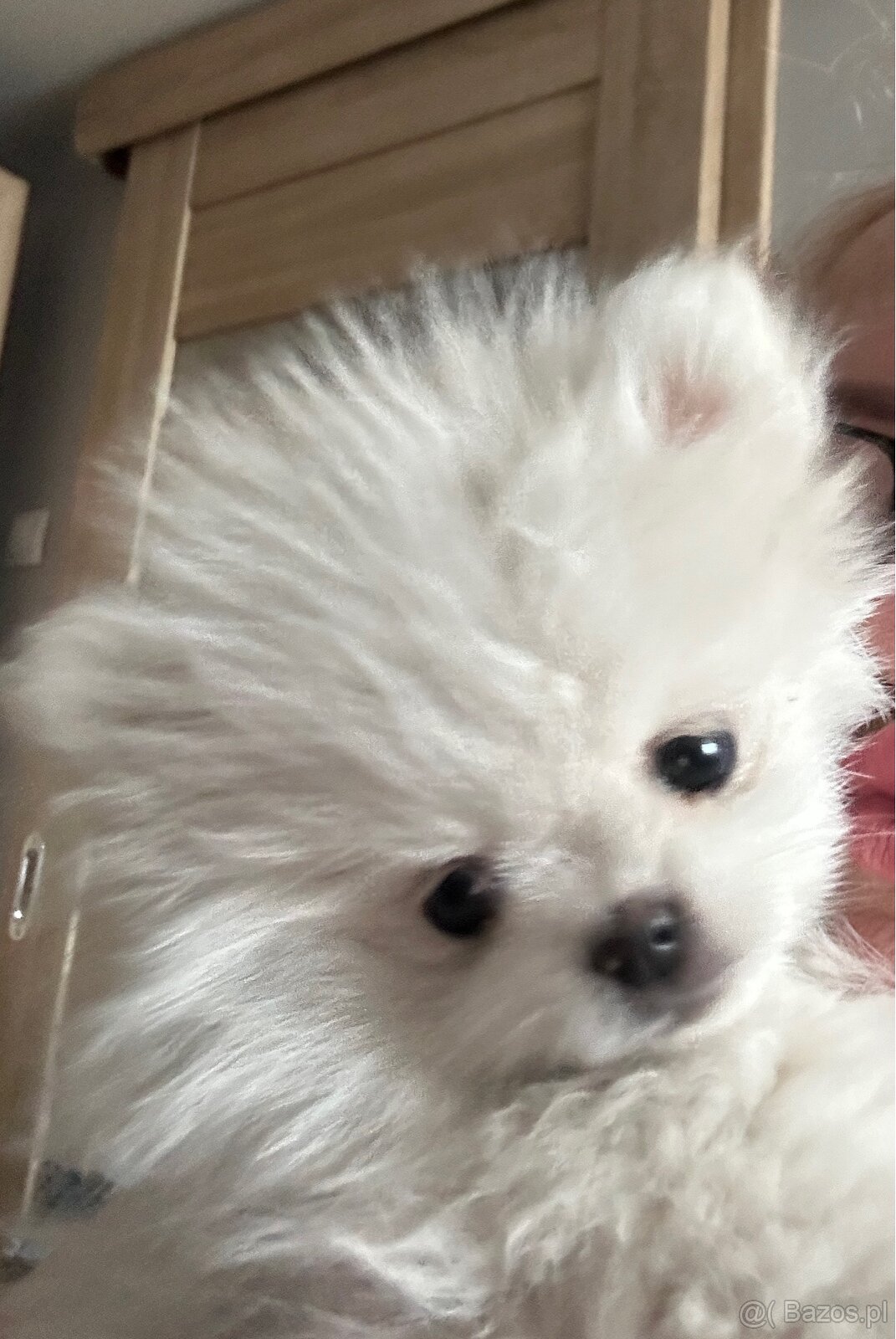 Szpic miniaturowy Pomeranian - 3