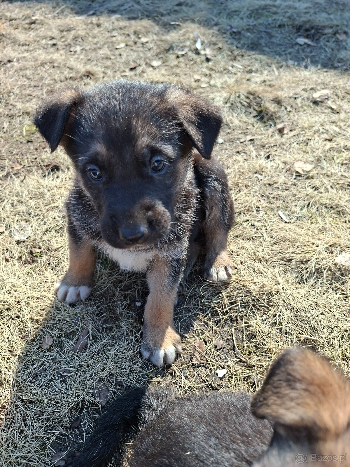 Oddam szczeniaczki za darmo - 3