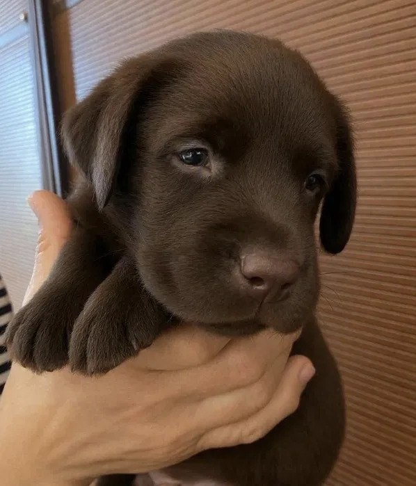 Wspaniały czekoladowy labrador. - 3