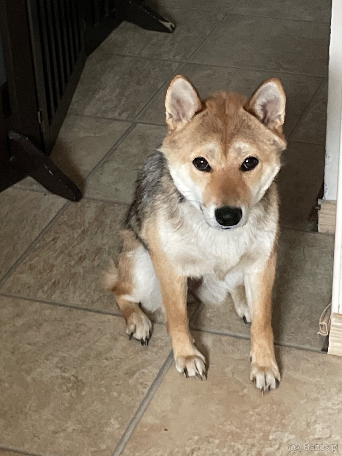 Suczka Rasy Shiba Inu - 3