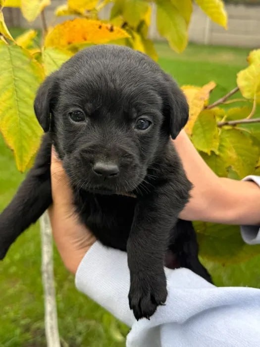 Szczenięta labradora czekoladowego - 3