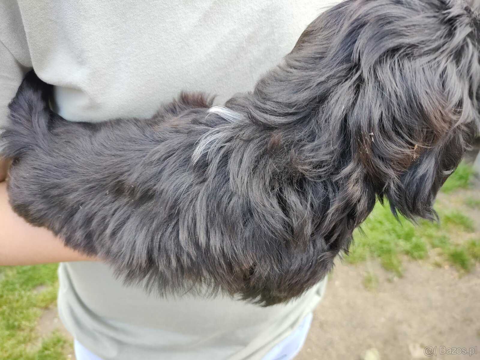 Suczka Shih-tzu - 3