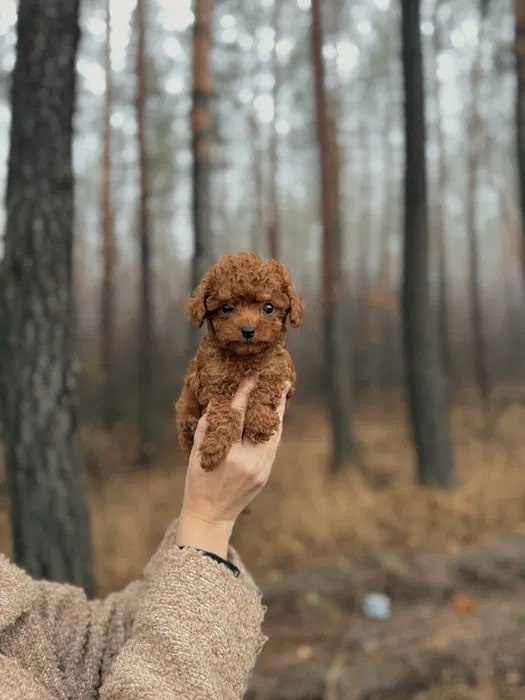 Szczeniak rasy maltipoo - 3
