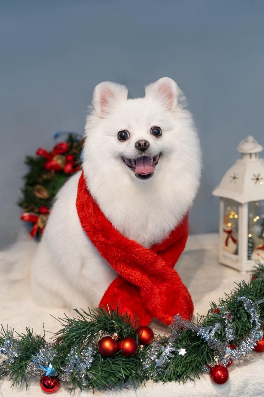 Sprzedam 2,5 letnią suczkę szpica miniaturowego, która nigdy - 3