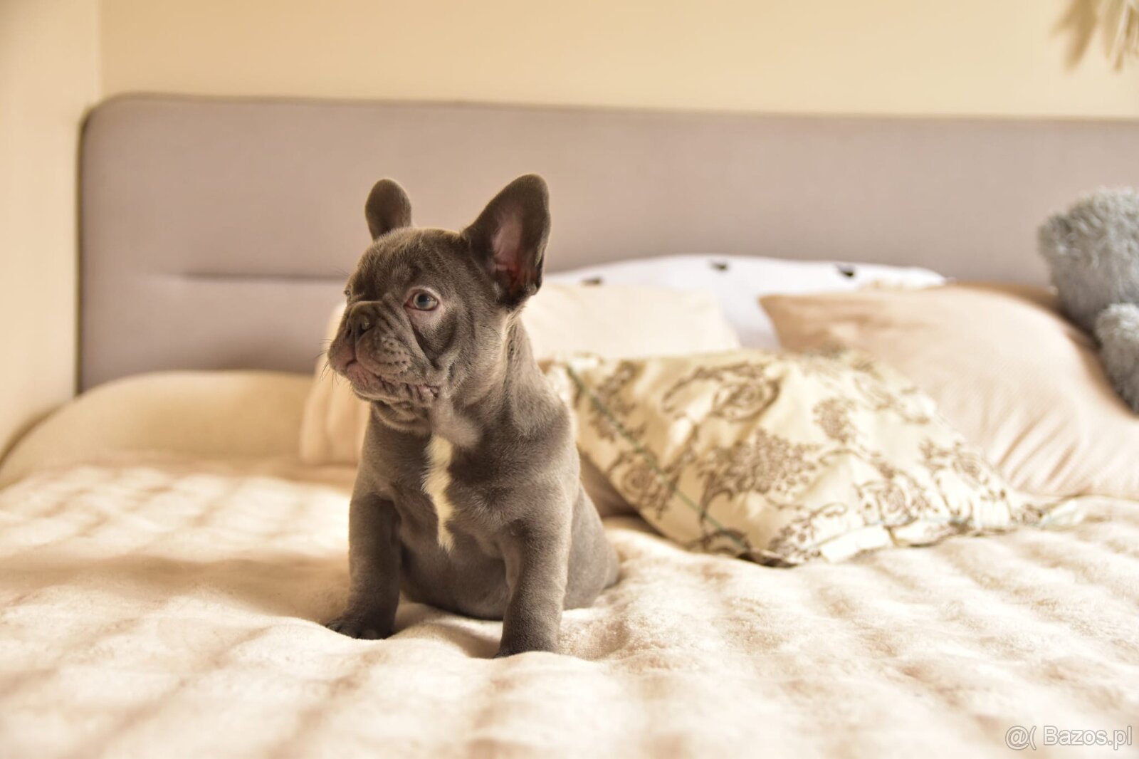 Buldog francuski sunia lilac - 3