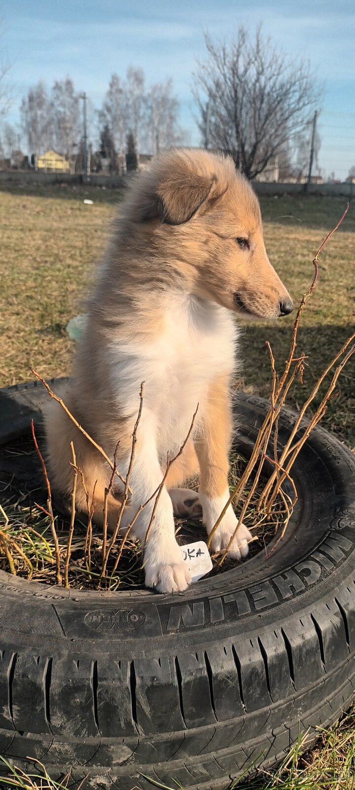 Szczeniaki owczarek szkocki - 3