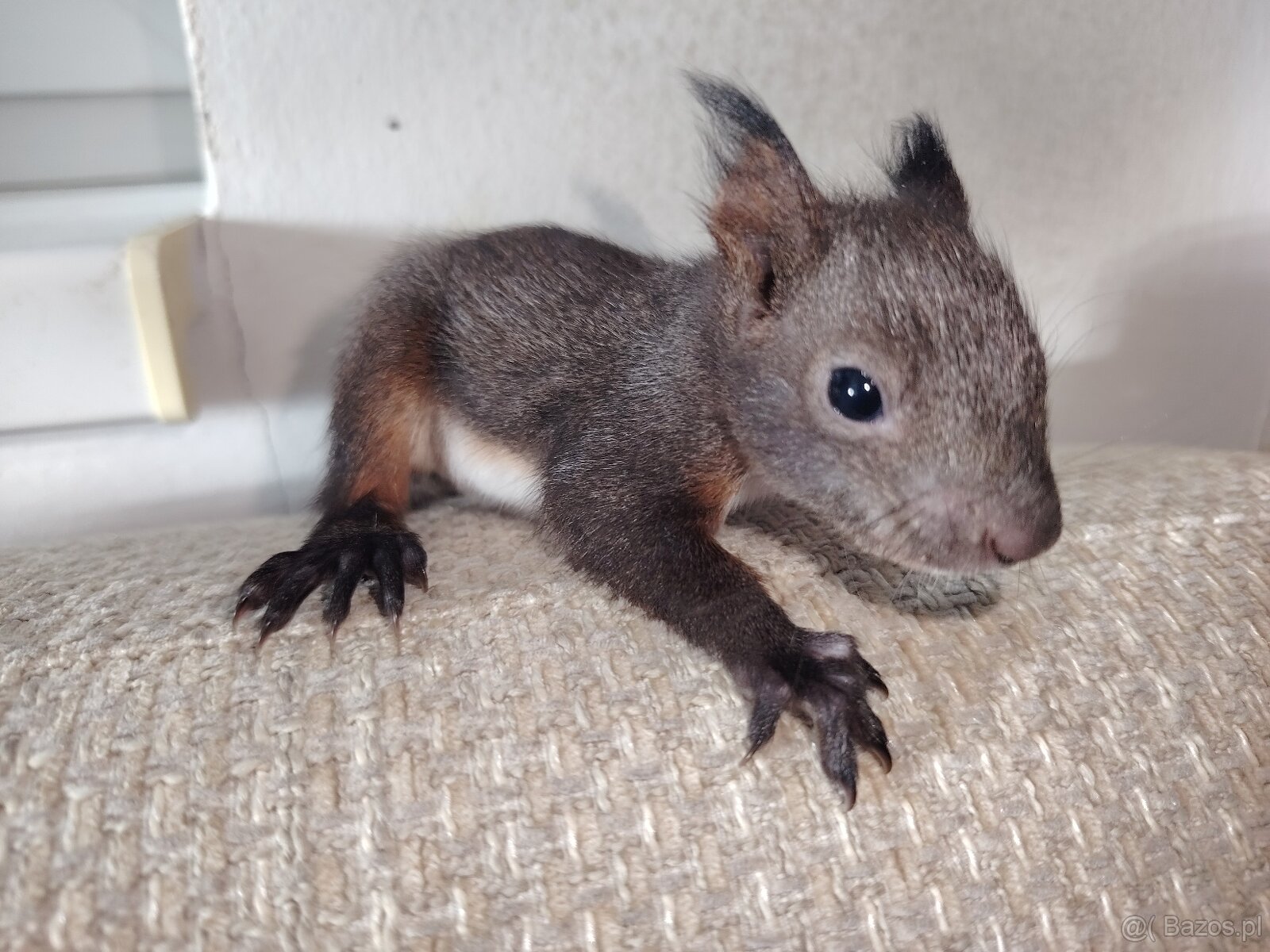 Sciurus vulgaris Wiewiórka ruda - 3