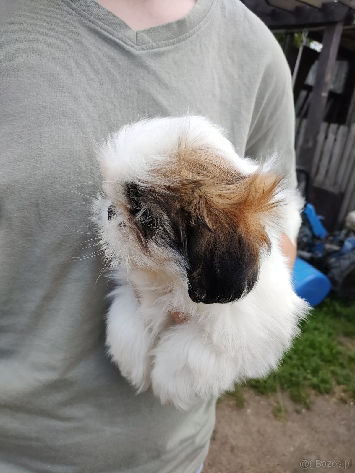 Suczka mieszanka pekińczyk shih-tzu - 3