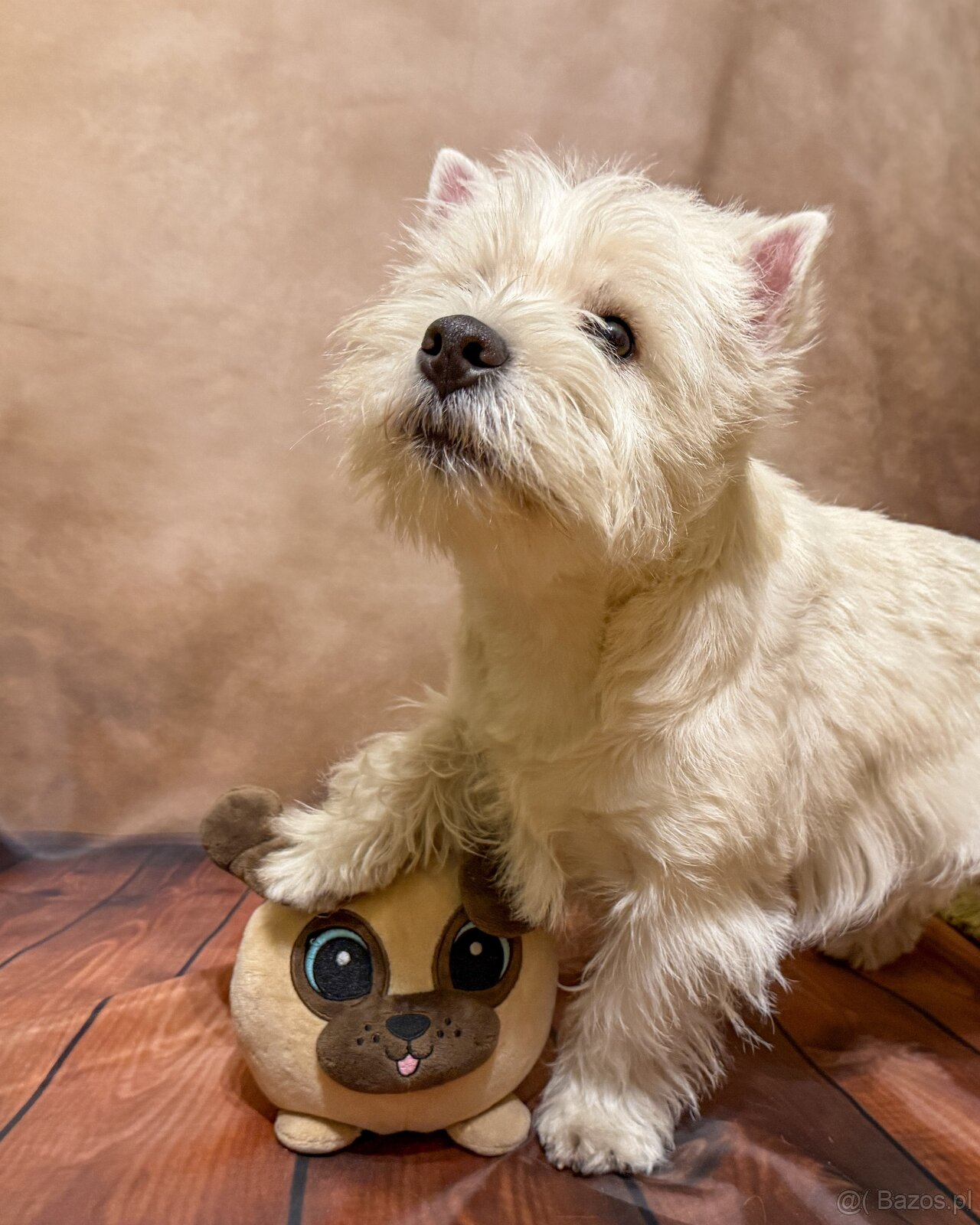 west highland white terrier - 3