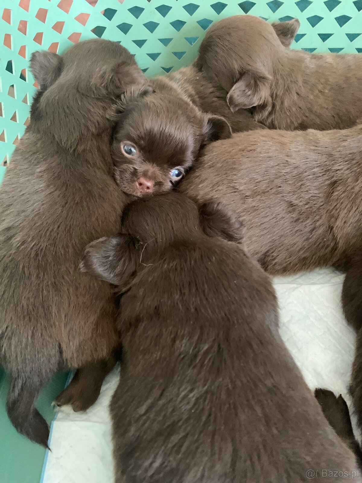 Chihuahua - 3