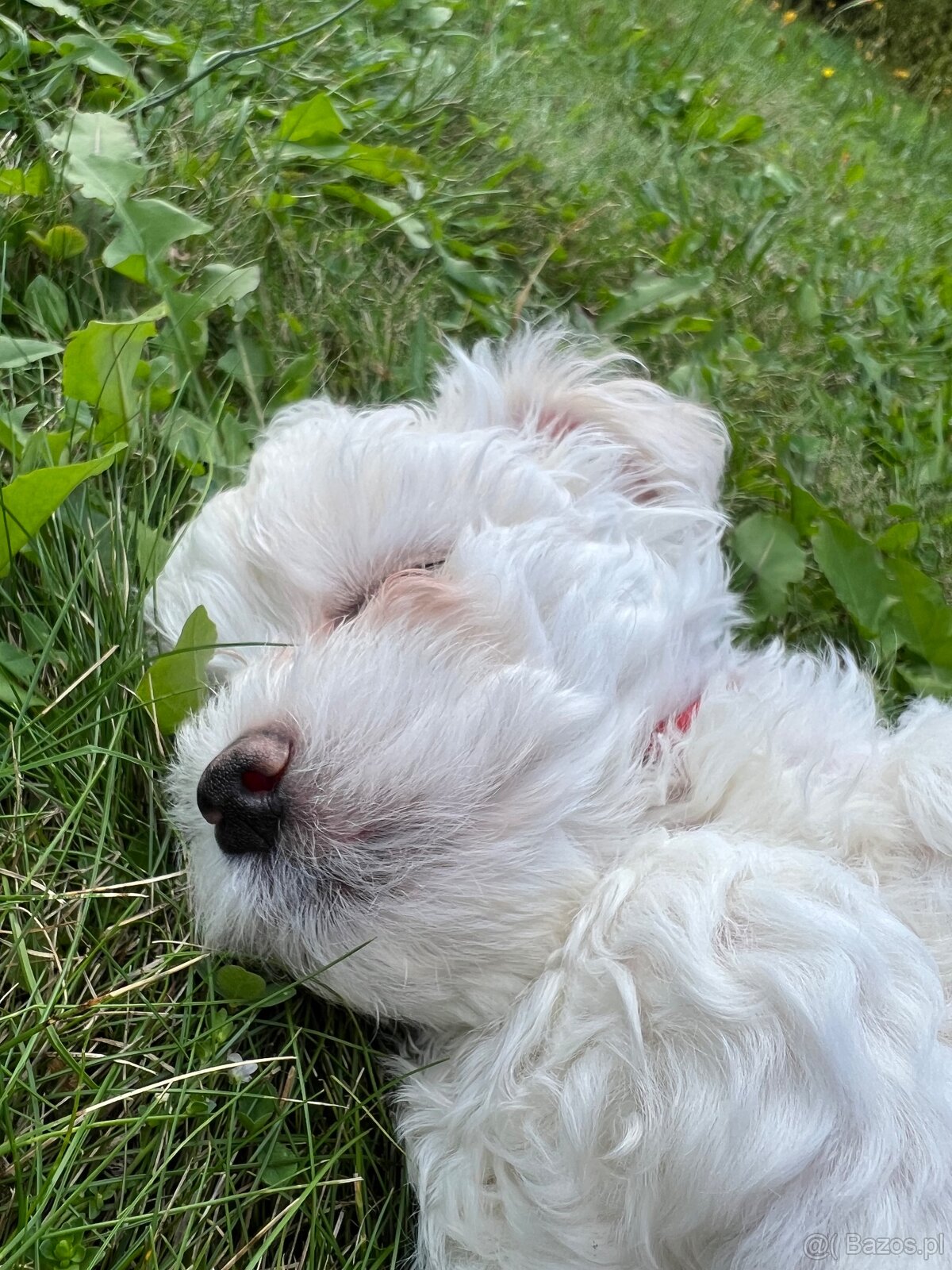 Szczeniaki maltipoo maltańczyk chłopcy - 3