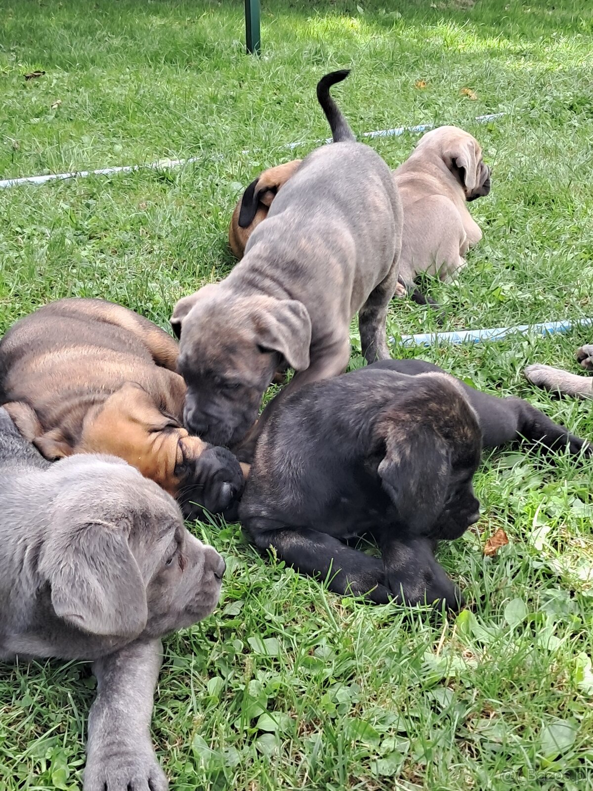 Urocze Cane Corso - 3