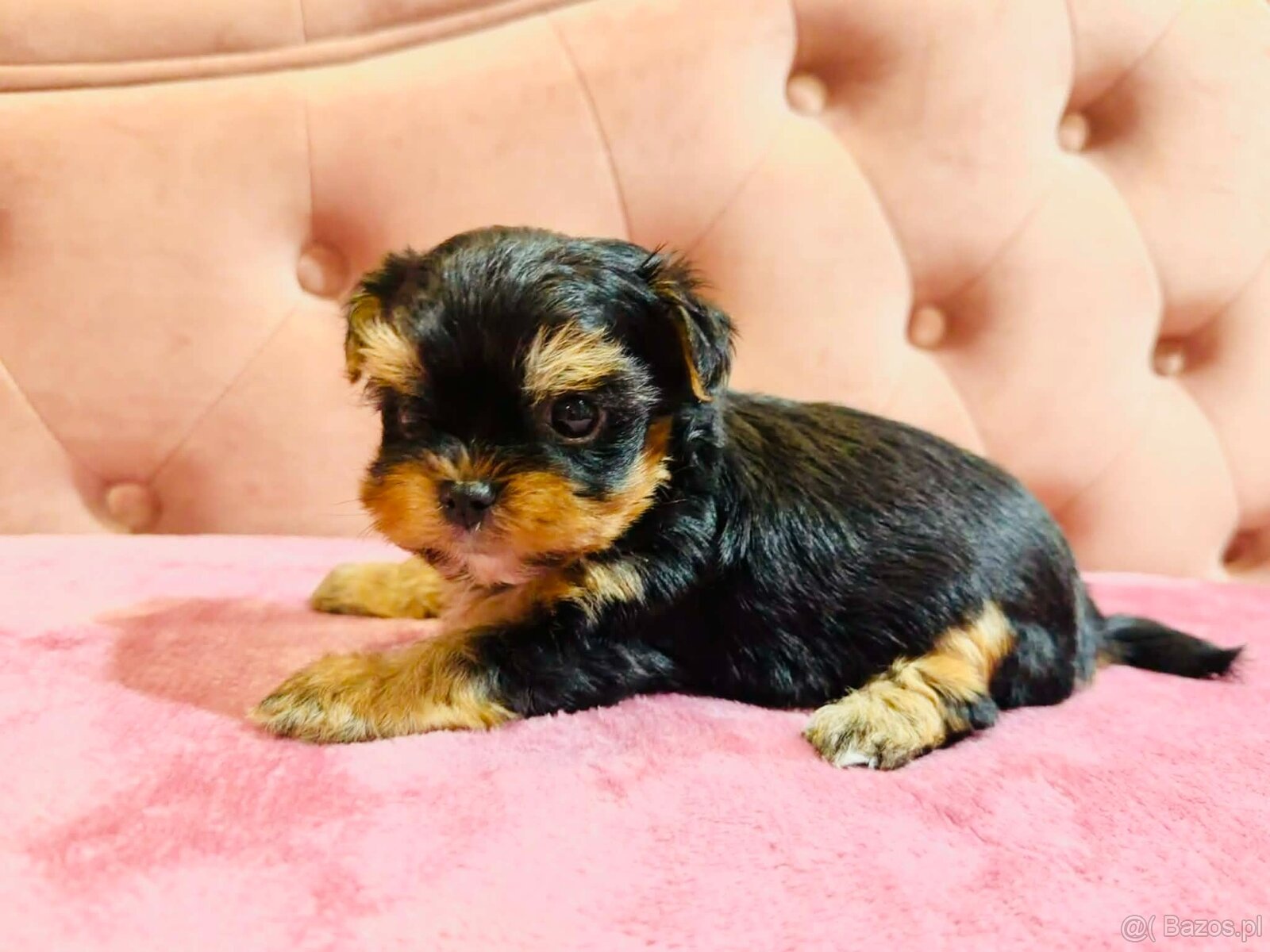 York Mega Piękny Luxusowy. Cudna Buzia. - 3