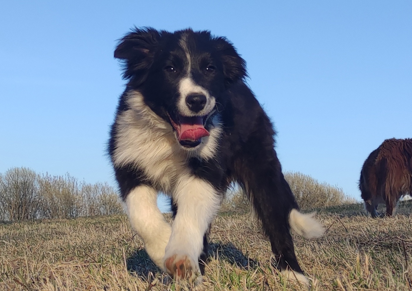 NUKA - Rasowa Suczka BORDER COLLIE z Hodowli - Szczenię z pe - 3