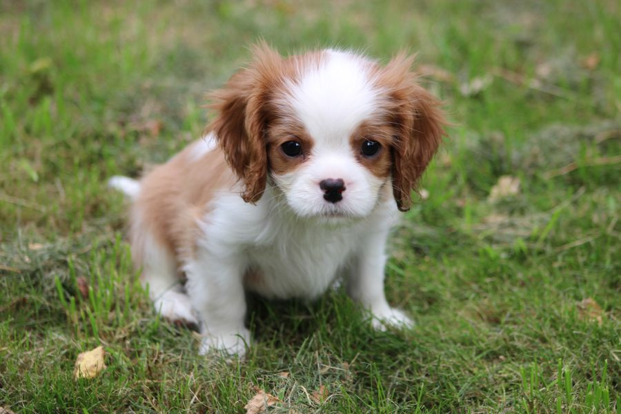 Cavalier King Charles Spaniel-szczeniaczek ZKwP - 3