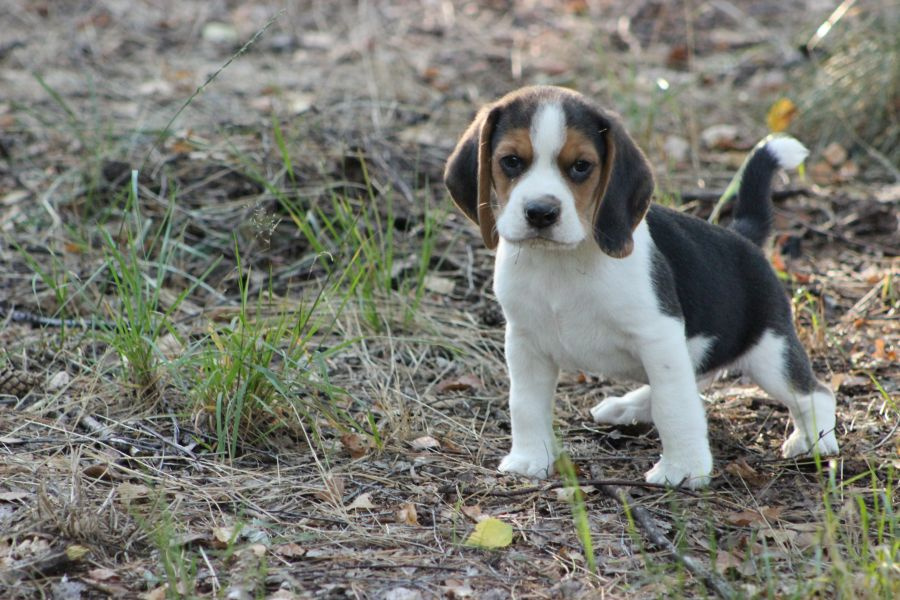 Piesek Beagle ZKwP (FCI) po Championie - 3