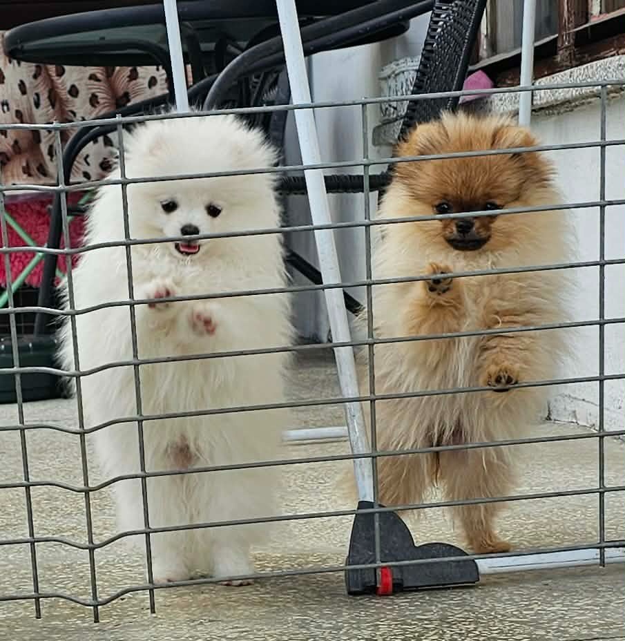 Szpic miniaturowy pomeranian piękne szczenięta. - 3