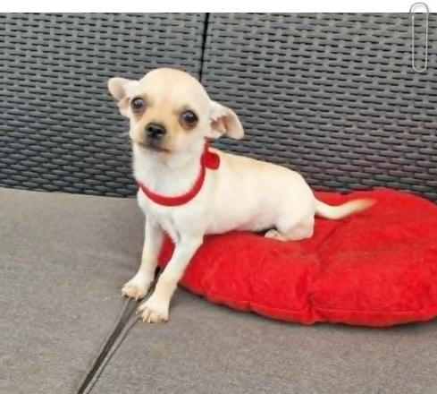 Chihuahua malutki kremowo biały piesek - 3