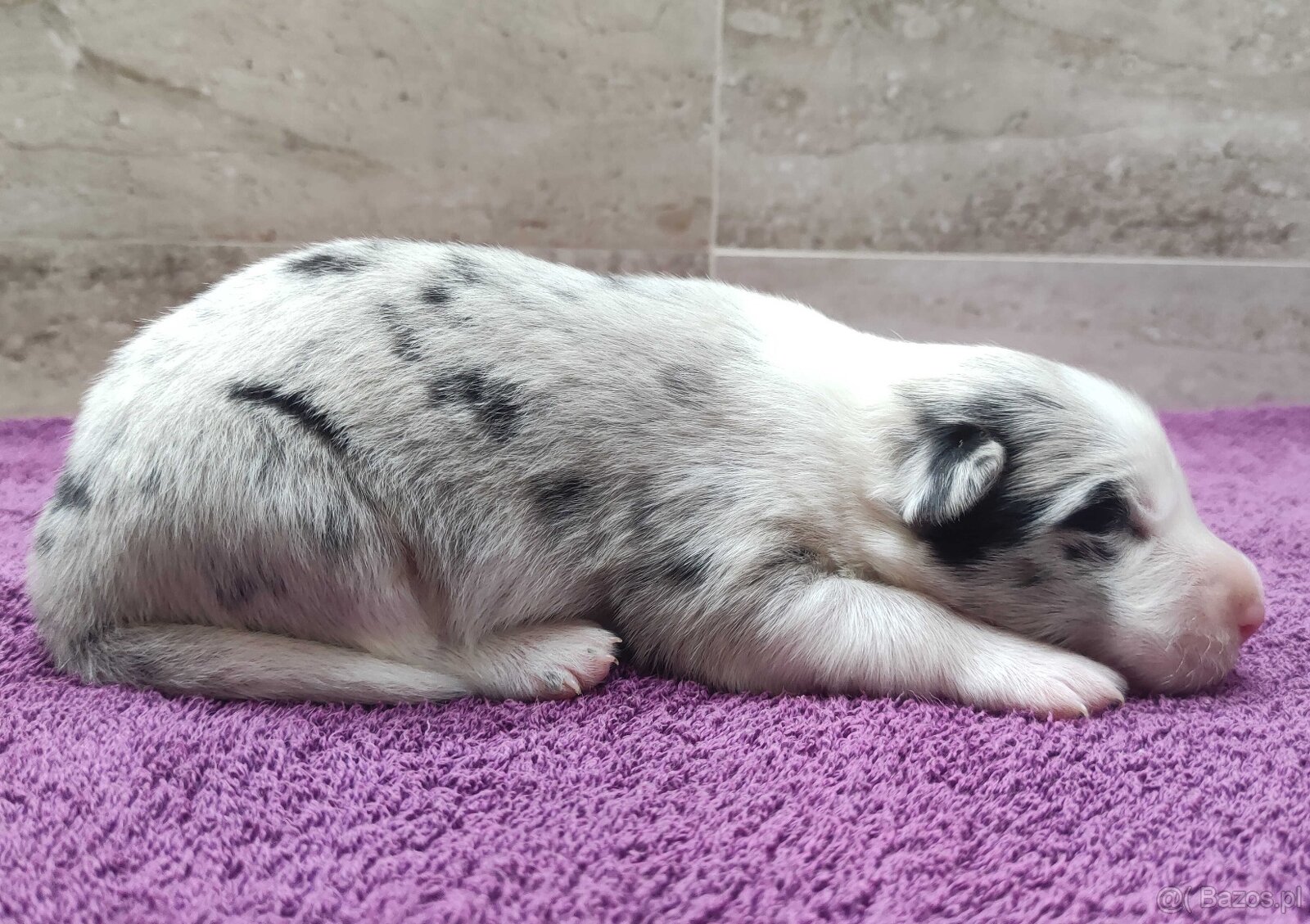 Rasowy pies bluemerle Border Collie z pełną dok. przebadani - 3