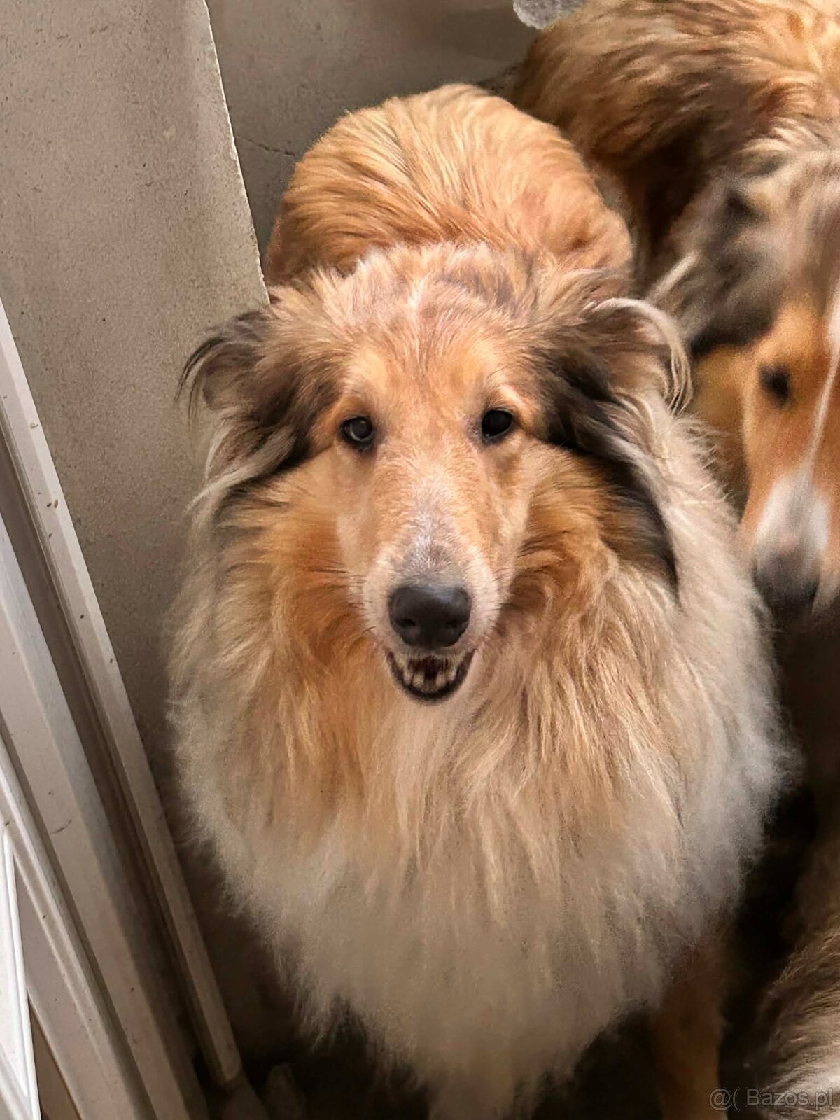 Owczarek szkocki - 3