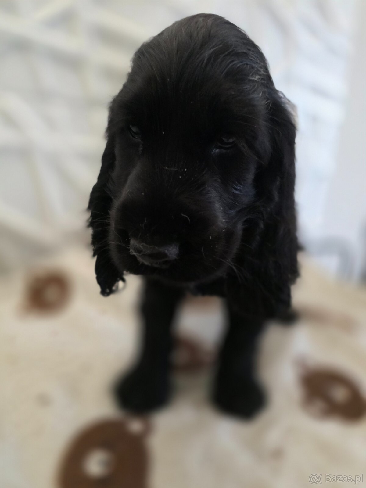 Cocker spaniel angielski Moris Mambo - 3