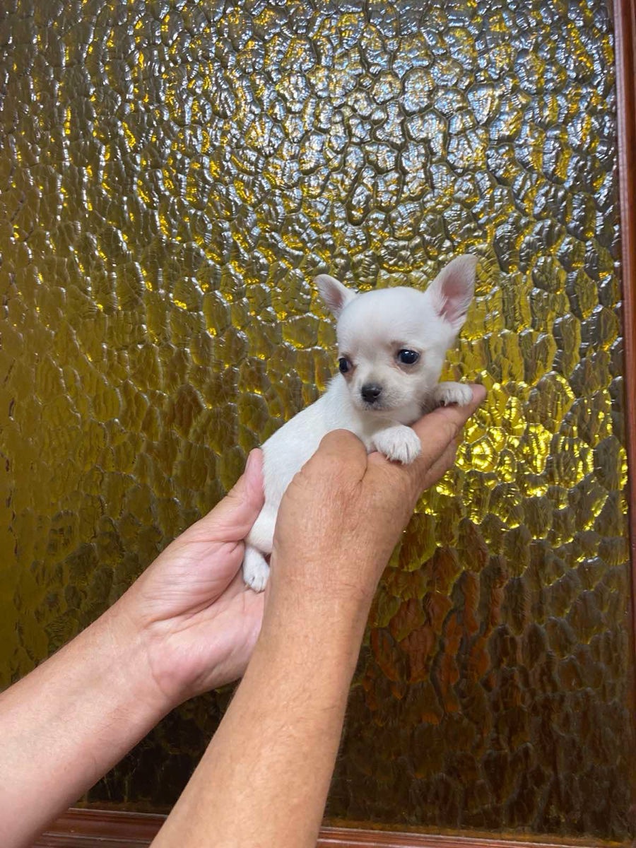 Szczeniaki rasy chihuahua - 3