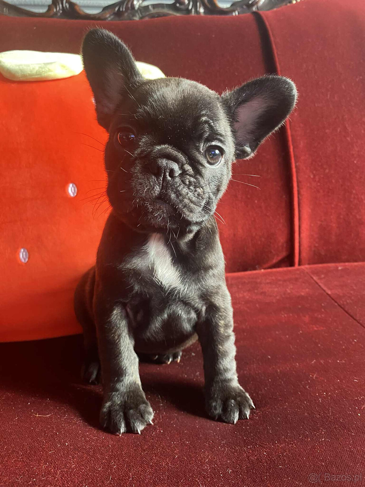 Buldog francuski - 3