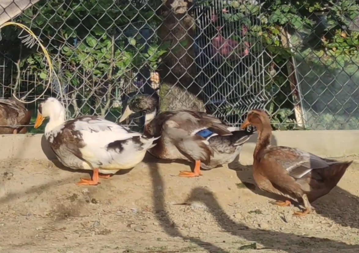 Kaczątka - Kaczka ruańska rouen - linia wystawowa - zarodowa - 3
