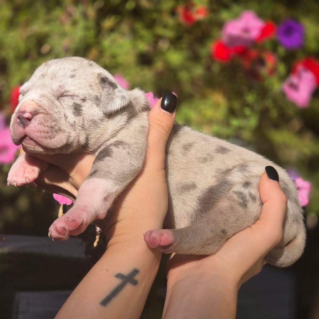American Bully Xl - 3