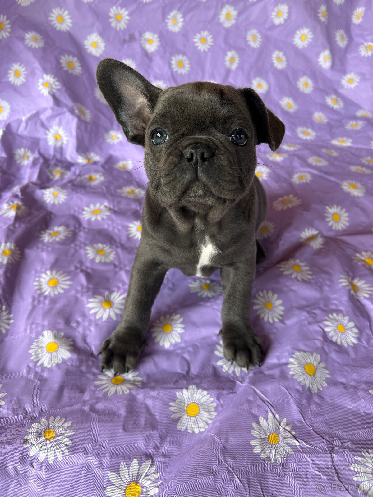 Buldog francuski blue - 3