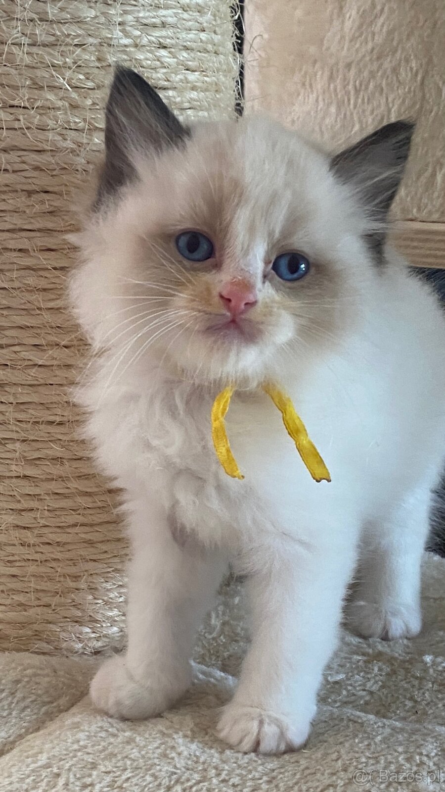 Kotki Ragdoll najspokojniejsza rasa kotów na świecie - 3