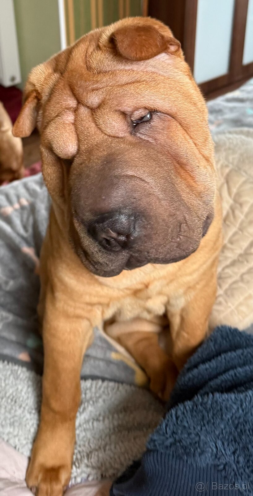 Szczenięta rasy shar pei z Hodowli Red Folds - 3