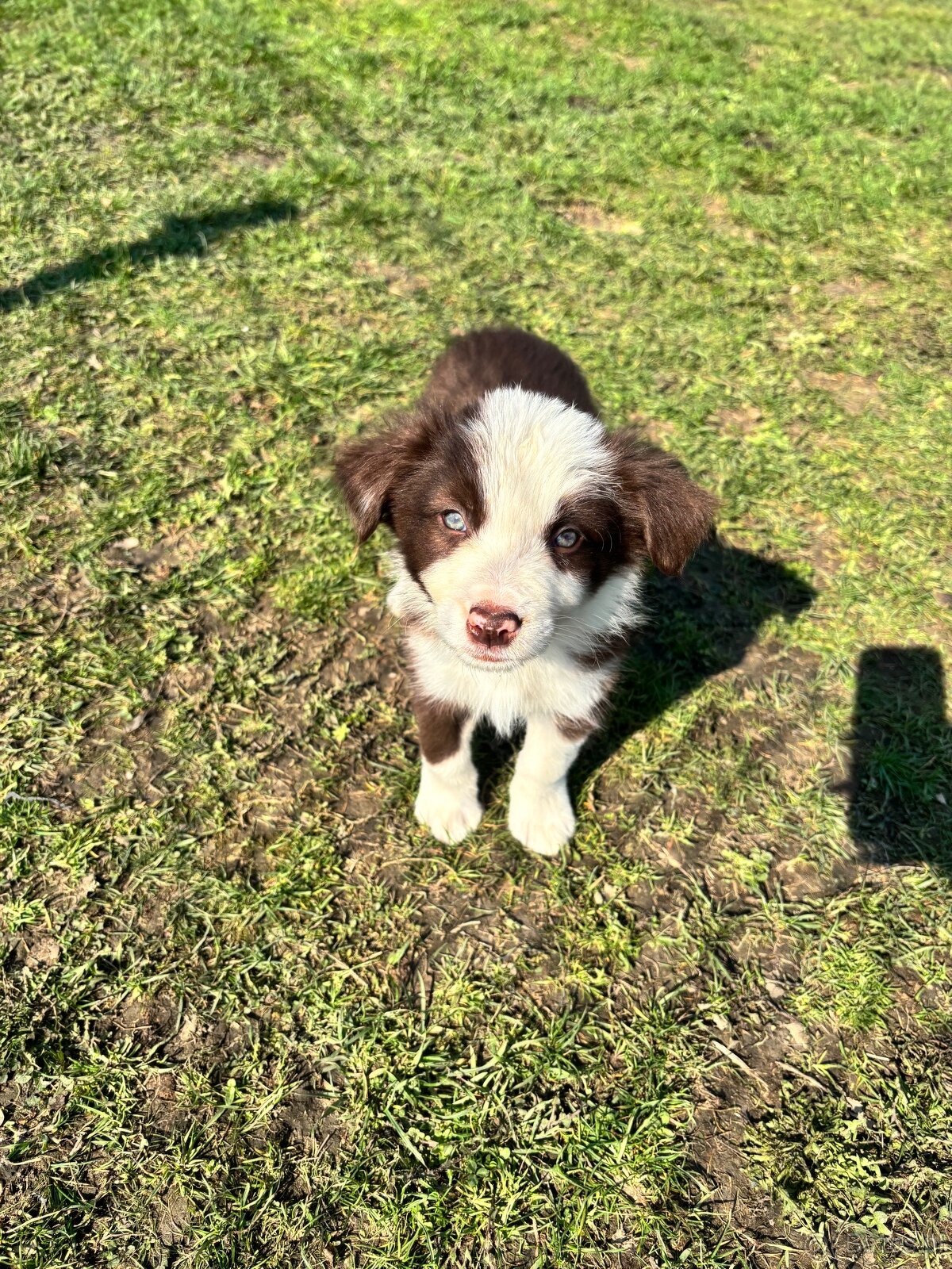 Brązowo biała Suczka - 3