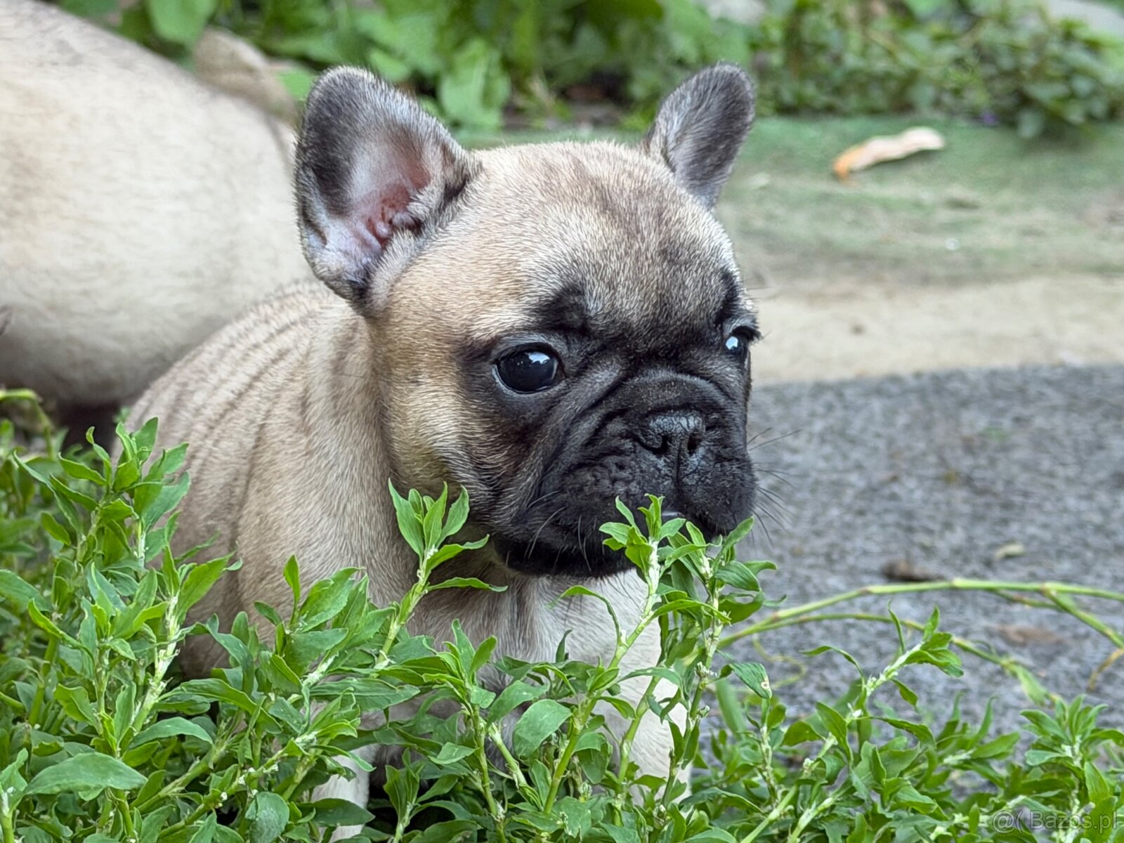 Buldog Francuski - 3
