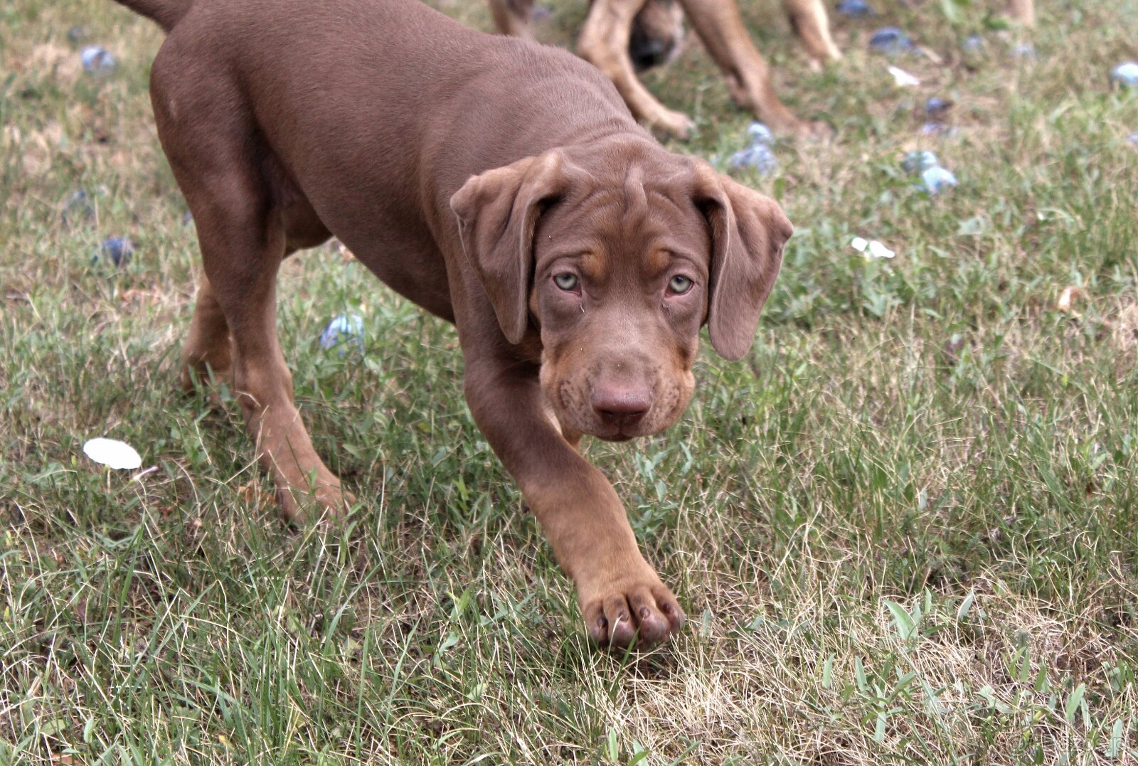 Loisiana Catahoula s pp Słowacja - 3