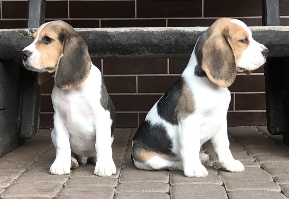 Beagle / Bigle - szczenięta rodowód ZKwP / FCI po Champion. - 3