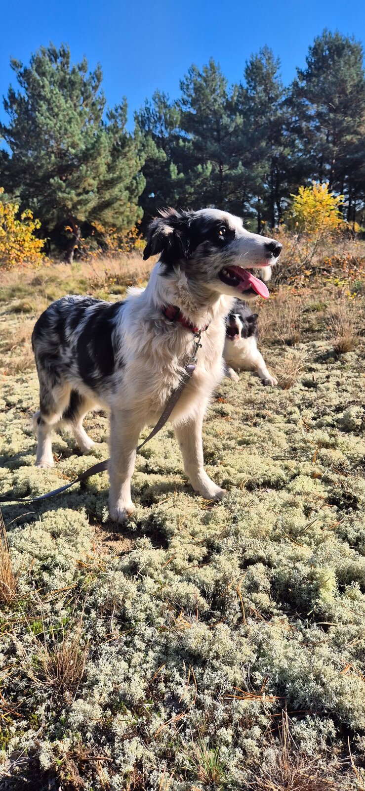 Border collie suczka - 3