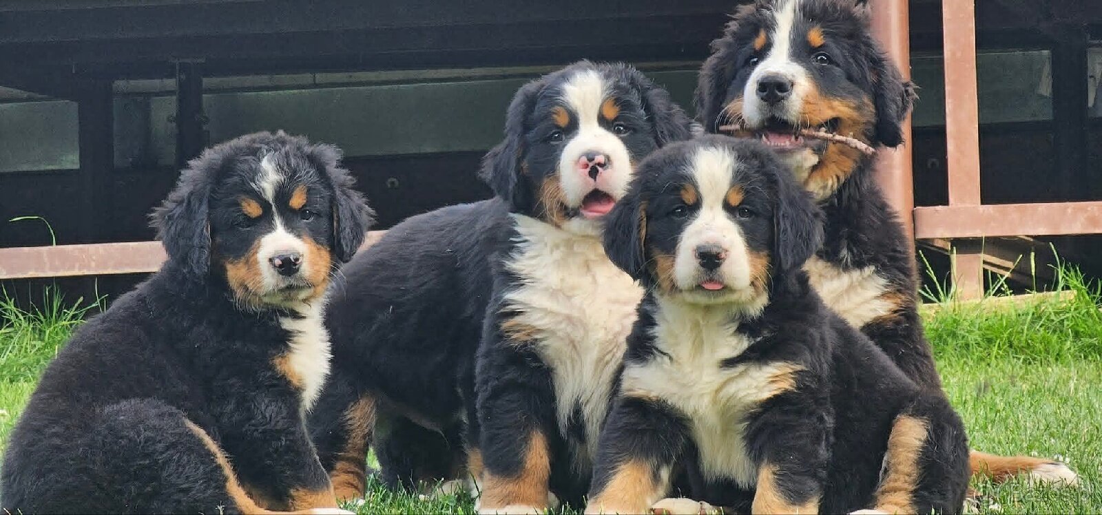 Bernenski Pies Pasterski - 3