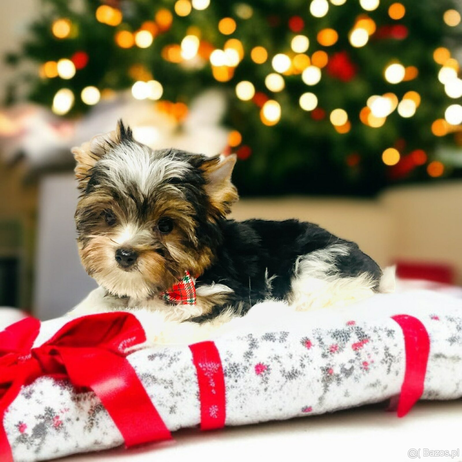 York Biewer - cudeńko - możliwy legalny wyjazd z Kraju. - 3