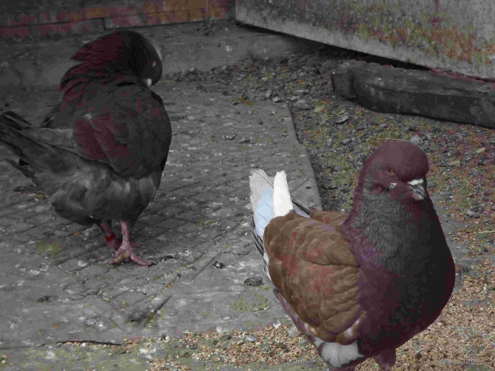 sprzedam gołębie - 3