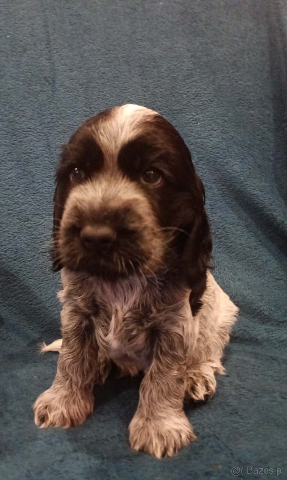 Cocker spaniel angielski - 3