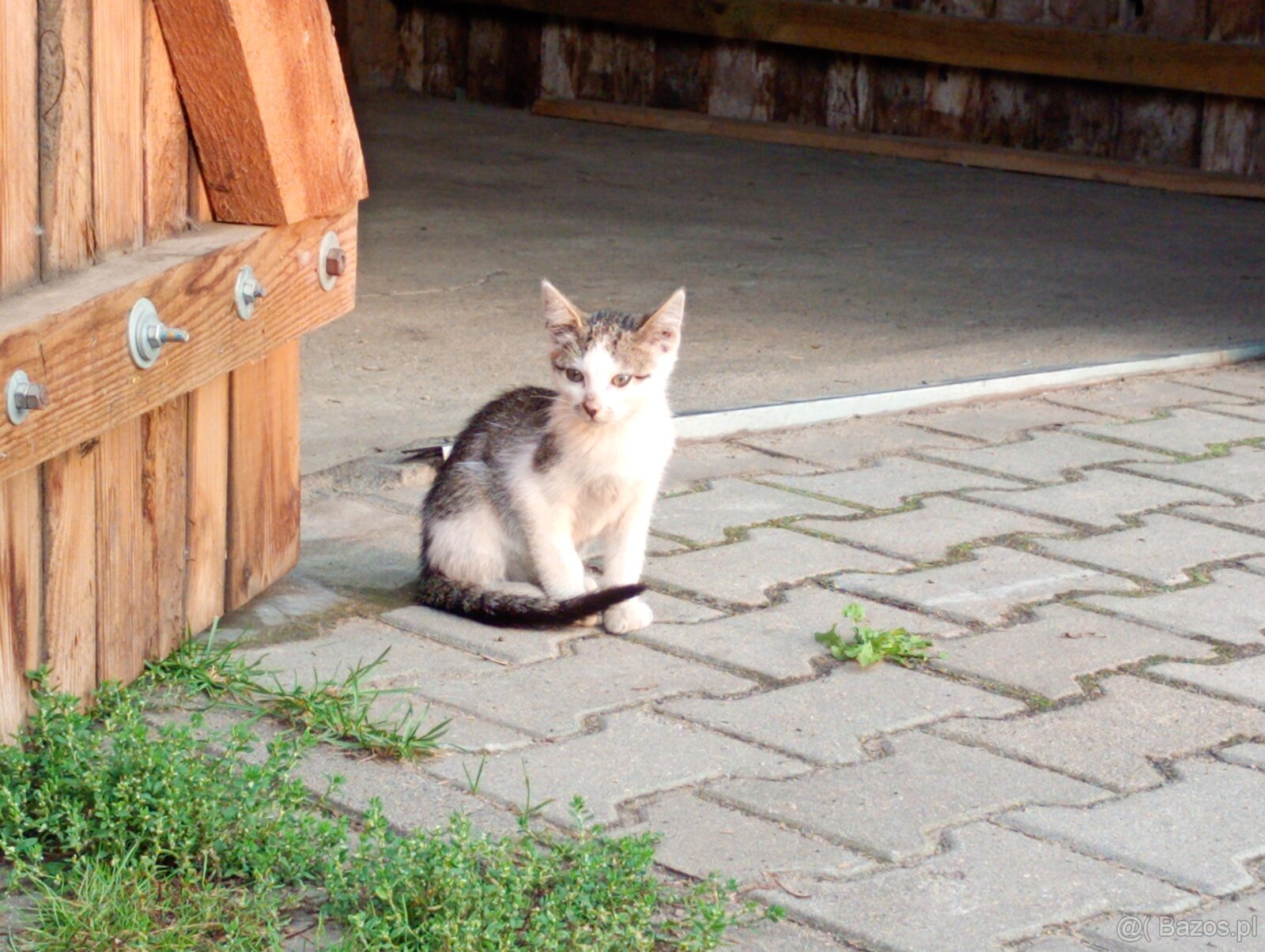 Oddam kotki w dobre ręce - 3