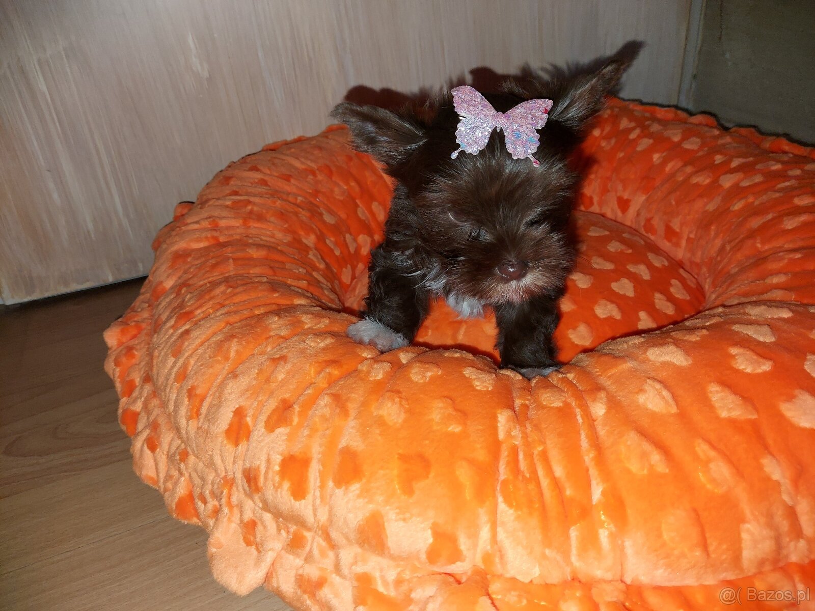 York Yorkshire Terrier Chocolate Suczka - 3