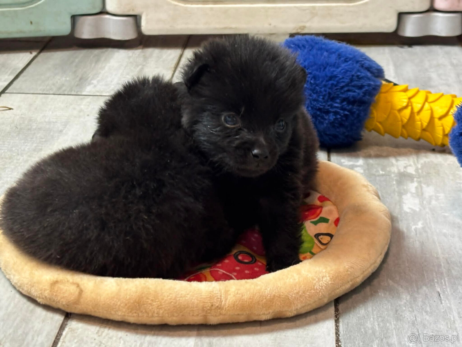Schipperke - szczenięta mini owczarek belgijski - 3