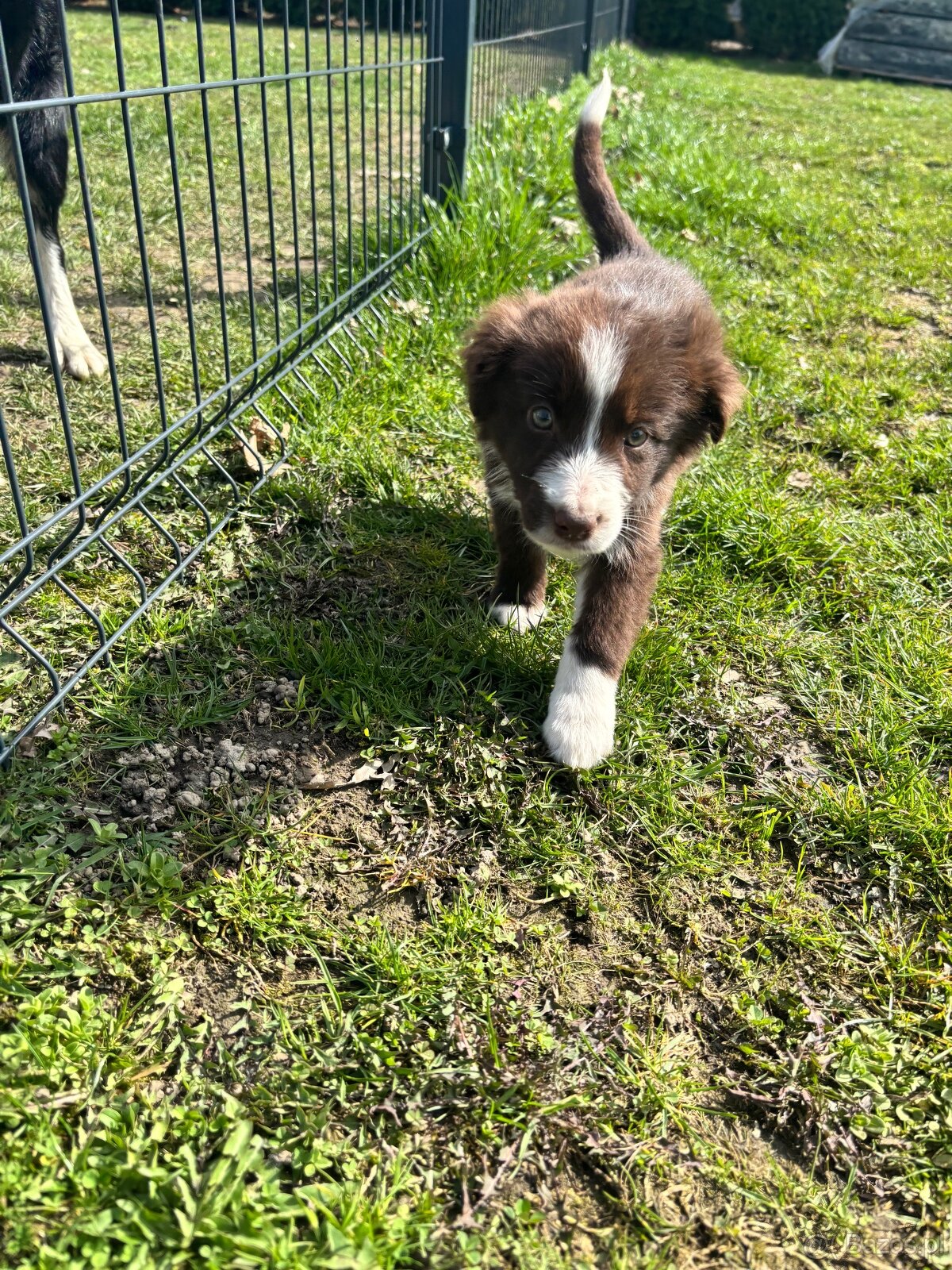 Suczka brązowo biała border collie - 3