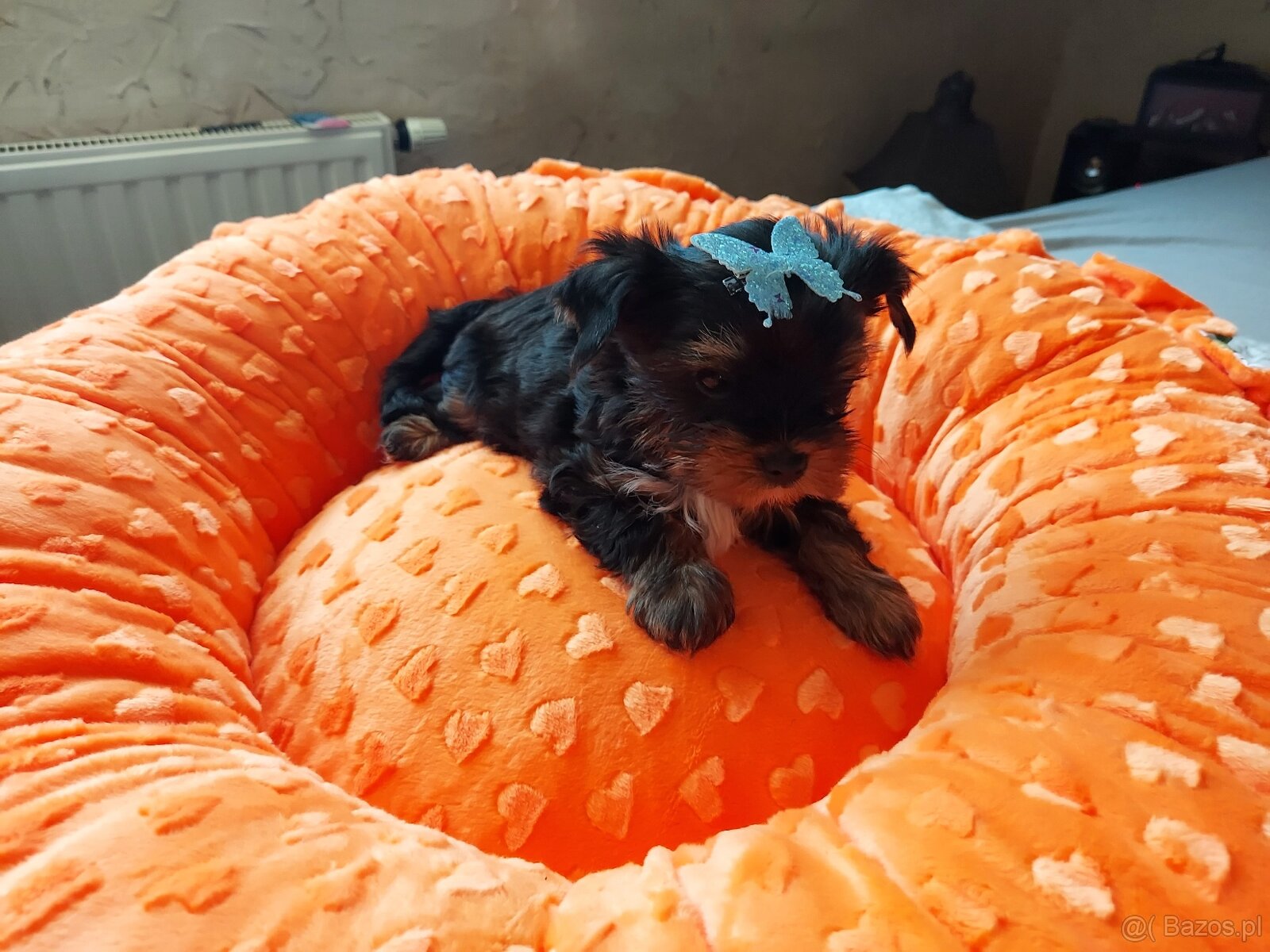 Yorkshire Terrier Black Tan - 3