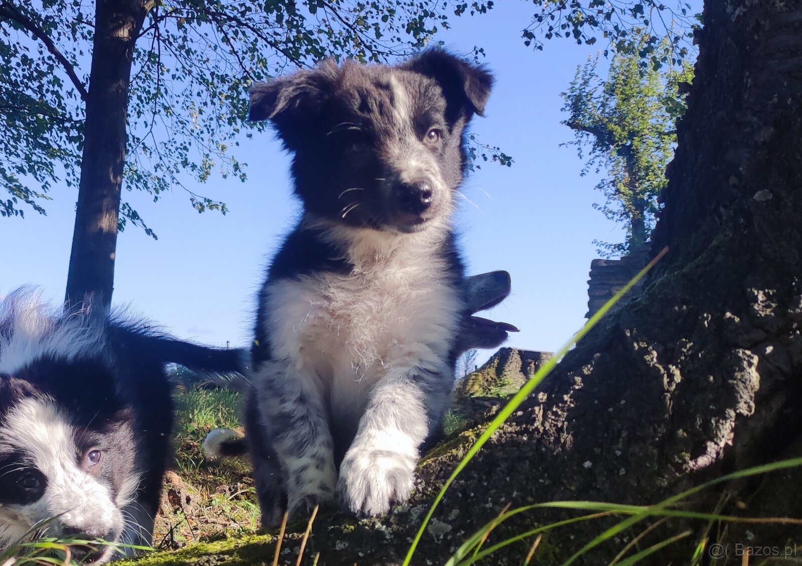Prześliczna Suczka BORDER COLLIE - pełna dok. super rodzice - 3