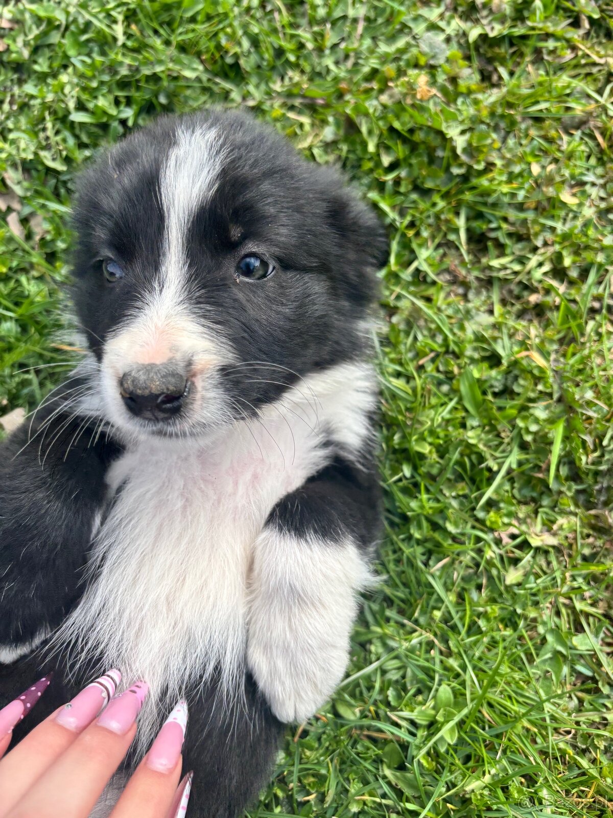 Czarno biała suczka Border collie - 3