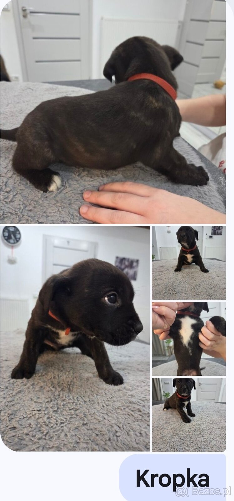 Oddam za darmo w dobre ręce - 3