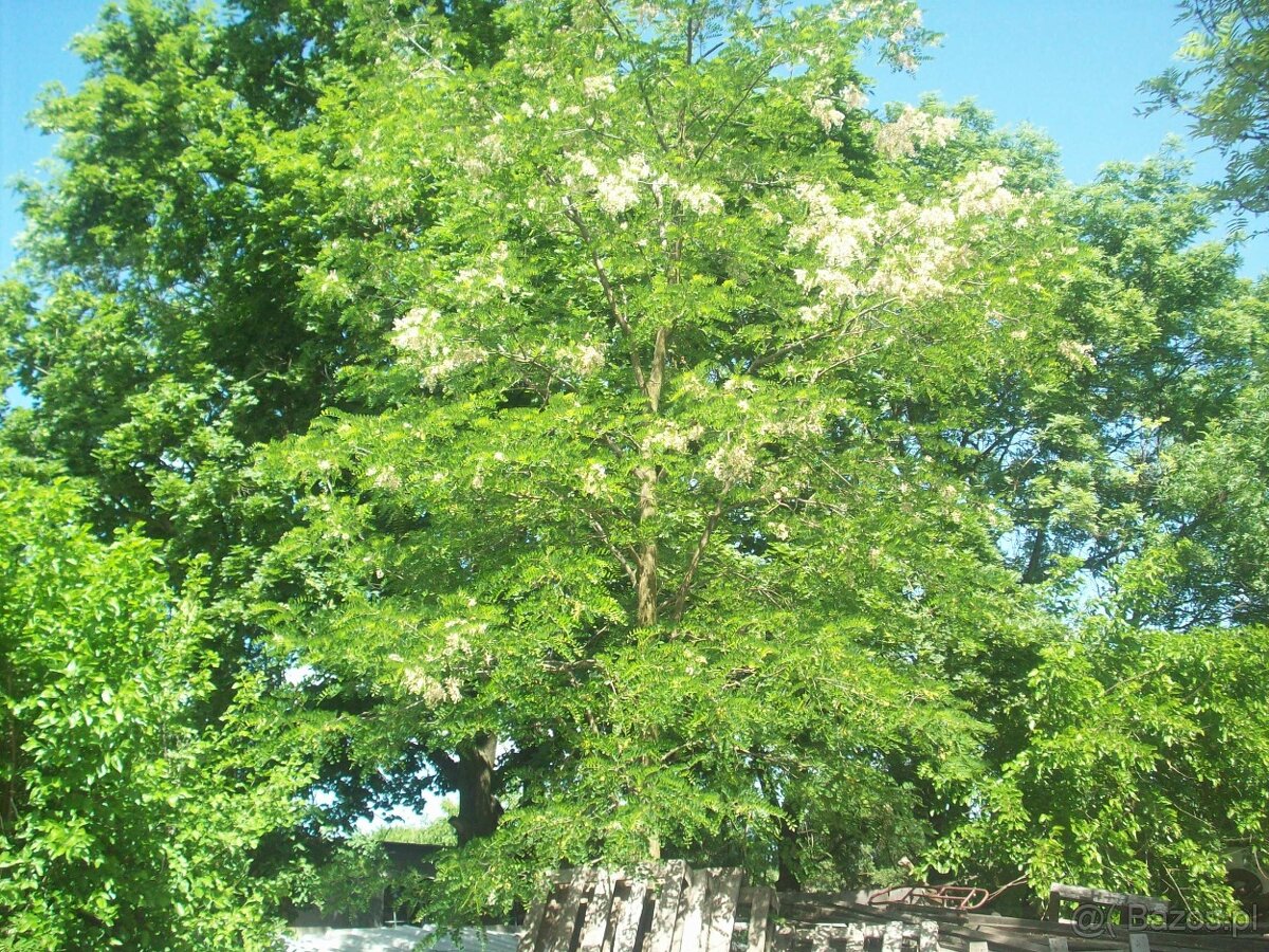 Koci masaż ziołowy - 3